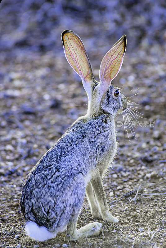 开普野兔(Lepus capensis)，也叫沙漠野兔，是一种原产于非洲的野兔。肯尼亚桑布鲁国家保护区。耳朵里的血管。